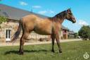 Quarter horse - Wyoming du TR