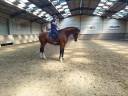 Hongre 3ans zangersheide 