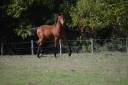 Cheval lusitanien / pouliche baie