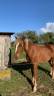 ponette