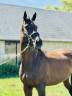 Magnifique pur sang 7 ans 
