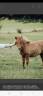 Poulain shetland 