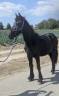 À vendre – Frison, Hector