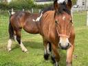 CHEVAL DE TRAIT ARDENNAIS