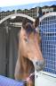 Magnifique jument 8ans Amateur Elite