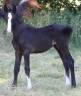 Pouliche SF excalibur dl tour vidal x eyken des fonteni