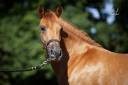 Jument Pure Race Espagnole PRE alezane + prl