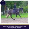 Jeune cheval gris 4 ans en 2025