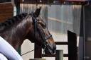 Charisme et complicité – Hongre PRE 13 ans 