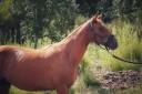 Jument 2 ans par Sir Sandro x Abanos