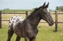 Magnifique Poulain SBS Appaloosa