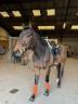 Hongre 7 ans polyvalent 