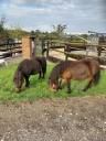 Shetland  jument et hongre