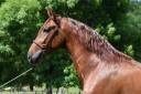 IMPERIAL - PRE 3 ans, cheval d'avenir 