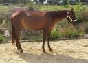 Jument QH - Reining All around