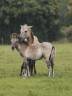 Jument Konik