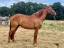 Hongre SF 3 ans 1.67 petit fils d'Intouchable