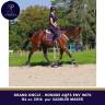 Hongre AQPS 1m70 env top cheval