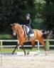Hongre 8 ans PSG Soliman de Hus x Florestan