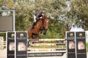 JUMENT  • 6 ans • BWP • Lector vd Bisschop x Calvaro