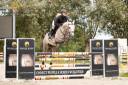 Hongre  • 5 ans • Z • Bamako de Muze x Corrado I