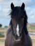 jument irish cob 
