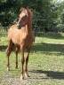 Poulain Pure Race Espagnole  PP Robe alezane 17 mois