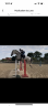 Cheval de sport d’obstacle à vendre 