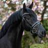 Hongre 7 ans par Governor par Totilas x Apache 