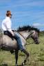 Hongre 4 ans polyvalent