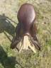 Selle Voltaire Palm Beah 17,5