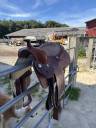 Selle western 