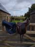 Selle Antares dressage 