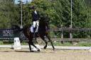 Hongre oldenbourg de 2016