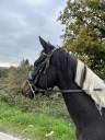 Ponette de 4ans