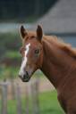 Foal SF dressage/CCE