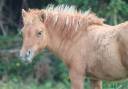 Pouliche Shetland PP
