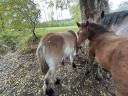 Poulain de Trait Ardennais 2025