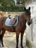 Jument trotteuse 8 ans 