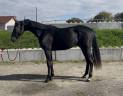 Hongre kwpn orientation dressage 