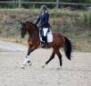 Hongre Dressage 4 ans - Expérience en compétition 