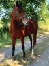 Cheval pour TAP & Compagnie