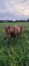 Ponette 6 ans 