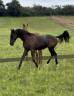 Poulain prestige dressage x Vpower x Sandro hit 