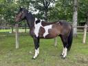 Super gentil poney 