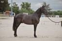 Top poney 