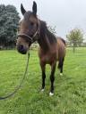 Superbe hongre Trotteur français 4 ans 