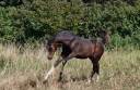 Adorable Foal