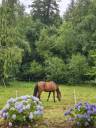Hongre 11 ans cce dressage cso