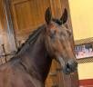 Un cheval sérieux, beau et facile à aimer